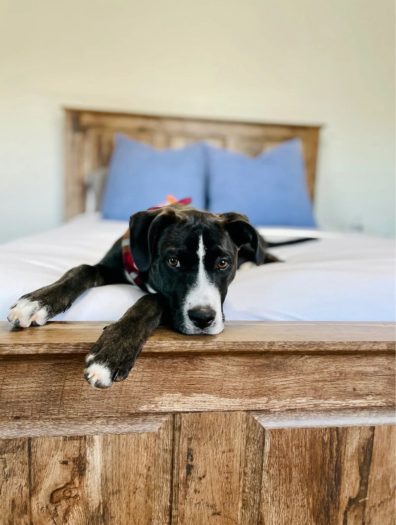 Dog lying on a wooden headboard with a blurred background
